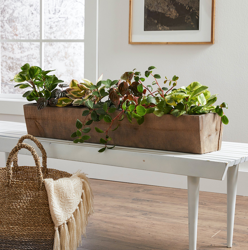 3 reasons you should use indoor plants to bring your living spaces to life