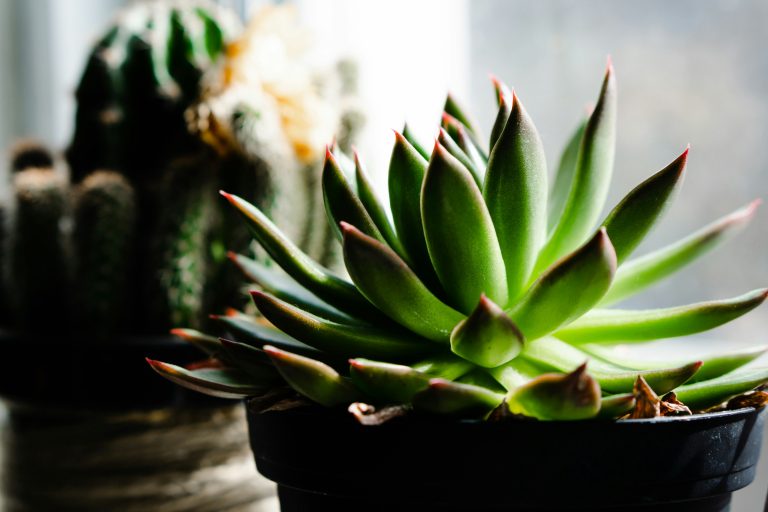 Keeping Your Plants Alive Through Winter